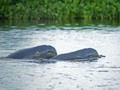 LIPI Ungkap Penyebab Pesut Mahakam di Ambang Kepunahan