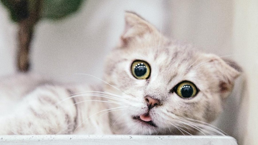 kucing
