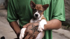 FOTO:Menjaga Nyaring Gonggongan Anjing Telantar saat Pandemi