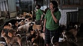 FOTO:Menjaga Nyaring Gonggongan Anjing Telantar saat Pandemi Jumlah anjing yang telantar di ibu kota tampaknya melonjak saat pandemi.