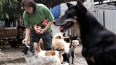 FOTO:Menjaga Nyaring Gonggongan Anjing Telantar saat Pandemi Jumlah anjing yang telantar di ibu kota tampaknya melonjak saat pandemi.