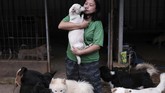 FOTO:Menjaga Nyaring Gonggongan Anjing Telantar saat Pandemi Jumlah anjing yang telantar di ibu kota tampaknya melonjak saat pandemi.
