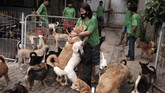 FOTO:Menjaga Nyaring Gonggongan Anjing Telantar saat Pandemi Jumlah anjing yang telantar di ibu kota tampaknya melonjak saat pandemi.