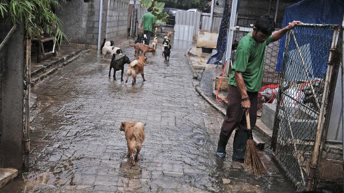 FOTO:Menjaga Nyaring Gonggongan Anjing Telantar saat Pandemi