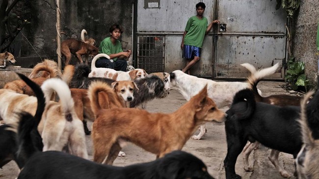 FOTO:Menjaga Nyaring Gonggongan Anjing Telantar saat Pandemi