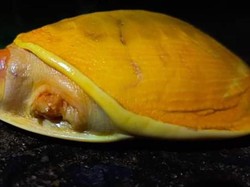 Petani India Temukan Kura-kura Kuning yang Langka