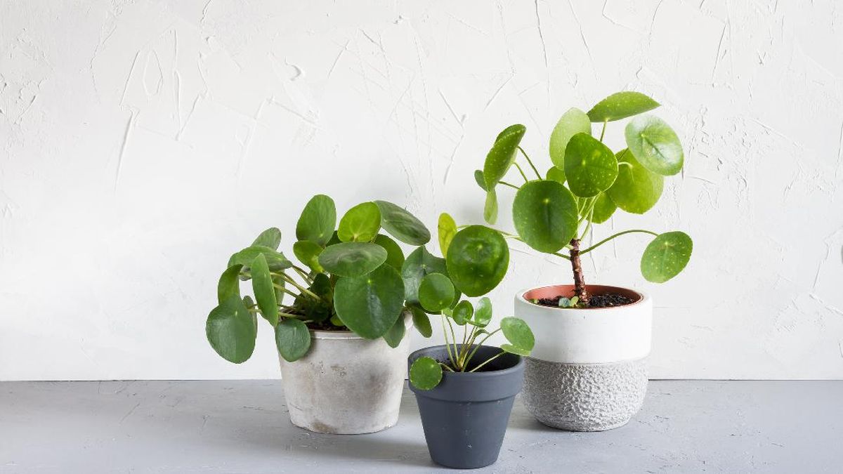 Jenis-Jenis Tanaman Indoor Pilea untuk Mempercantik Ruangan