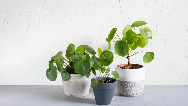 Jenis Jenis Tanaman Indoor Pilea Untuk Mempercantik Ruangan