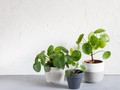 Jenis-Jenis Tanaman Indoor Pilea untuk Mempercantik Ruangan
