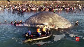 VIDEO: Paus Raksasa Mati di Pantai