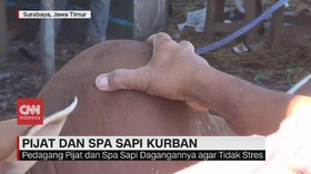 VIDEO: Layanan Pijat & Spa Sapi Kurban di Surabaya