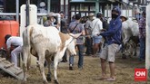 FOTO : Pasar Hewan Ambarawa Tak Takut Corona Pasar Hewan Ambarawa di Jawa Tengah tetap ramai di masa pandemi. Namun tak ada penerapan protokol kesehatan di sini.