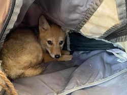 Aksi Heroik Petualang Selamatkan Anjing Hutan yang Nyaris Tenggelam