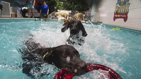 Waterpark Khusus Anjing Buka di Dubai