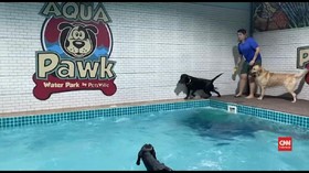 VIDEO: Mengintip Waterpark Khusus Anjing di Dubai