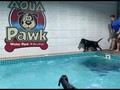 VIDEO: Mengintip Waterpark Khusus Anjing di Dubai