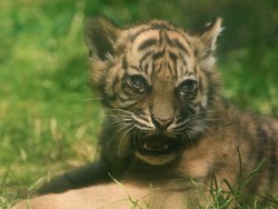 Harimau Sumatera Lahir di Kebun Binatang Polandia