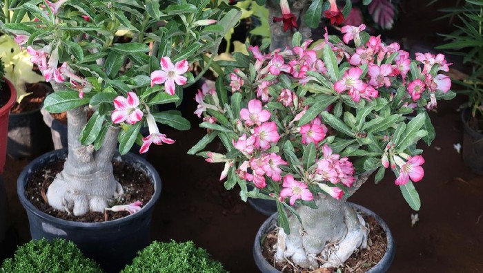 Photo showing a Desert Rose (Adenium obesum) plant that has been made over as a bonsai tree. This species is also known under the common names of Sabi star, kudu, mock azalea and impala lily.