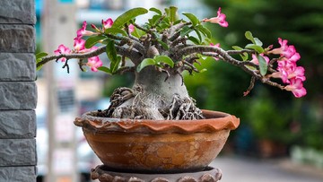 CARA MENAMAN ADENIUM