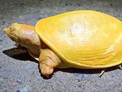Aneh Tapi Nyata, Ada Kura-kura Kuning di India