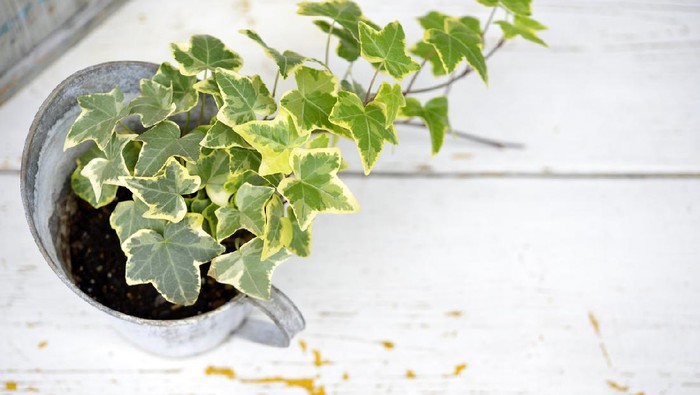 Ivy in a pot