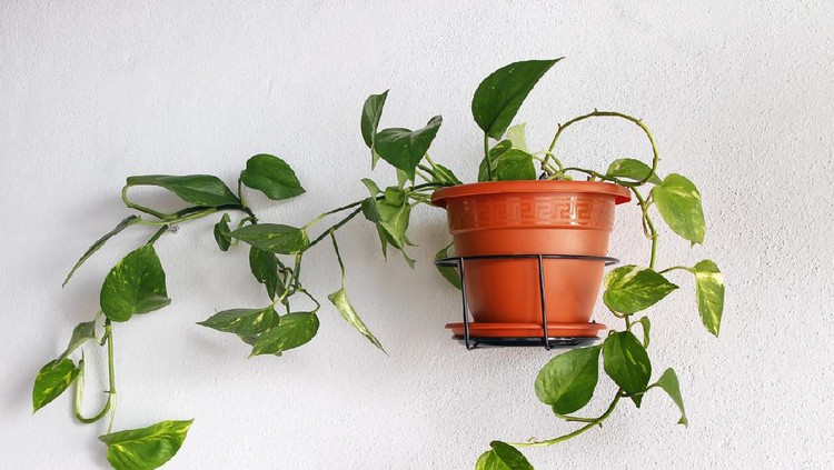 Ivy in a pot
