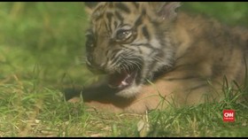 VIDEO: Harimau Sumatera Betina Lahir di Polandia