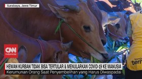 VIDEO: Hewan Kurban Tidak Bisa Menularkan Covid-19 ke Manusia