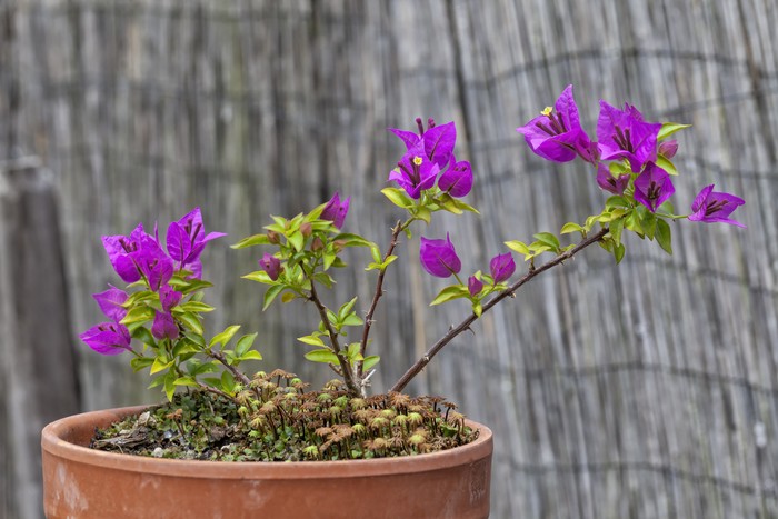 Bougainvillea