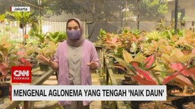 VIDEO: Mengenal Aglonema yang Tengah 'Naik Daun'
