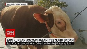 VIDEO: Sapi Kurban Jokowi Jalani Tes Suhu Badan