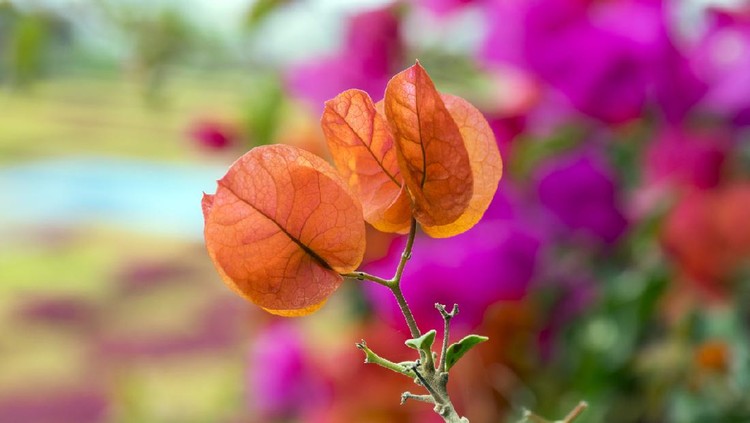 Buganvilla, bugambilia shrub branches with orange flowers, ornamental plant flowering