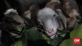 50 Bangkai Kambing Terjangkit PMK Ditemukan di Sungai Semarang