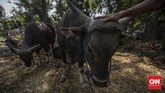 FOTO: Geliat Penjualan Hewan Kurban Saat Pandemi Wabah Covid-19 yang menyerang Indonesia sejak Maret lalu berdampak bagi berbagai sektor usaha, salah satunya penjualan hewan kurban.