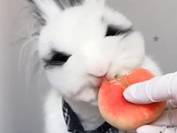 Hobi Bikin Video Makan ASMR, Kelinci Imut Ini Jadi Viral