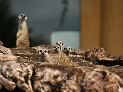Mengenal Meerkat, Mamalia Lucu Teman Simba Lion King