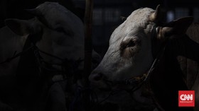 Damkar Bandung Selamatkan Sapi Kurban yang 3 Jam Masuk Parit
