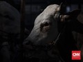 Damkar Bandung Selamatkan Sapi Kurban yang 3 Jam Masuk Parit