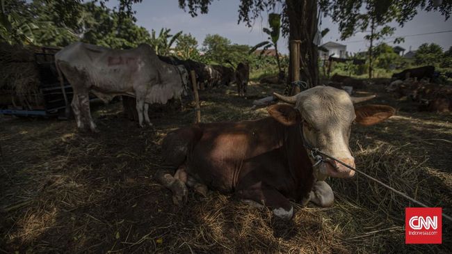 Pelaksanaan kurban di masa pandemi Covid-19, sepertinya harus jadi perhatian setiap orang.