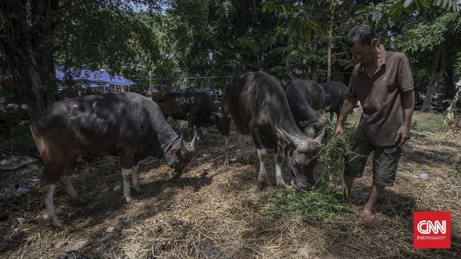 Tidak semua Muslim diwajibkan untuk berkurban hewan. Berdasarkan syariat Islam, ada tiga syarat orang kurban saat Iduladha.