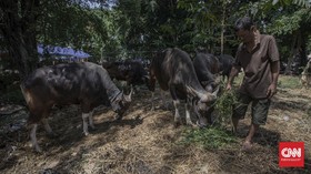 3 Syarat Orang yang Bisa Berkurban Iduladha