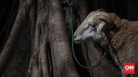 Kambing Mata Satu di Simalungun Sempat Ditawar Rp5 Juta