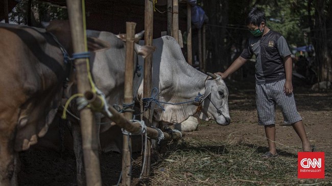 Dua sapi dari peternak Bantul lolos verifikasi sebagai hewan kurban Presiden untuk Idul Adha 1446 Hijriah.