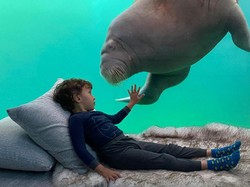Wah, Hotel Underwater ini Ajak Wisatawan Tidur Ditemani Walrus