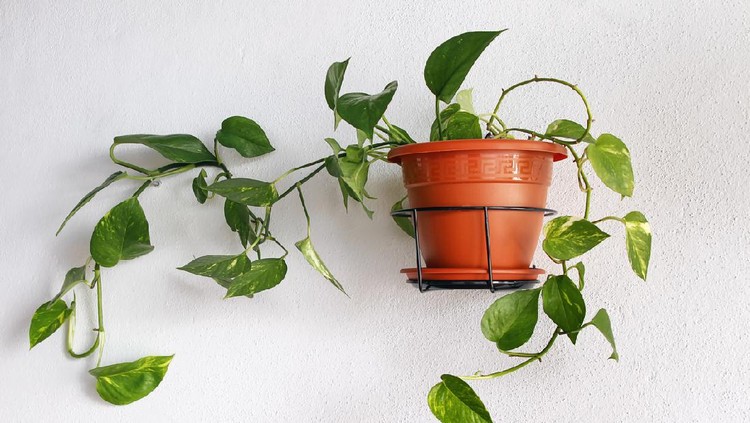 Epipremnum aureum (Araceae family) potted plant hanging on a white wall