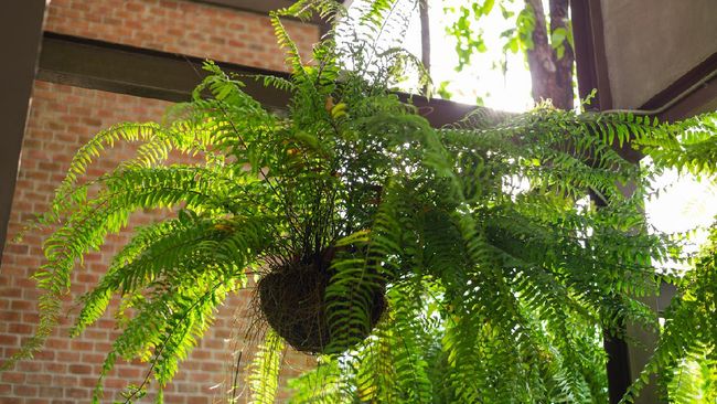 6 Hanging Ornamental Plants That Don’t Easily Die for Narrow Land