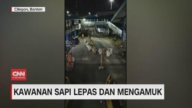 VIDEO: Kawanan Sapi Lepas dan Mengamuk