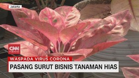 VIDEO: Pasang Surut Bisnis Tanaman Hias