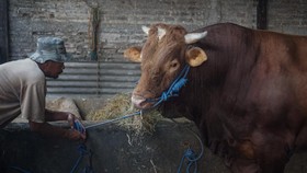 Jokowi Kurban Sapi Limosin 1,2 Ton di Bone Sulsel