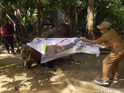 Sapi Kurban Presiden Jokowi di Polman Ngamuk Saat Mau Diangkut
